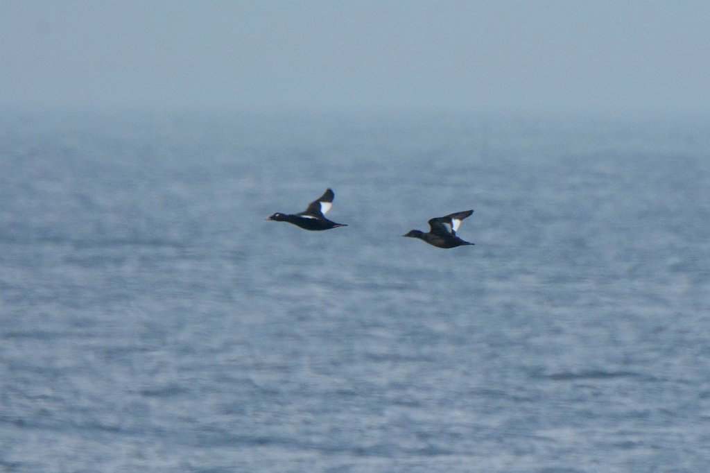 Duck, White-winged scoter, 2016-03175439 Halibut Point State Park, MA.JPG - White-wing Scoters in flight. Halibut Point State Park, MA, 3-17-2016